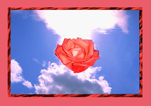 Rose